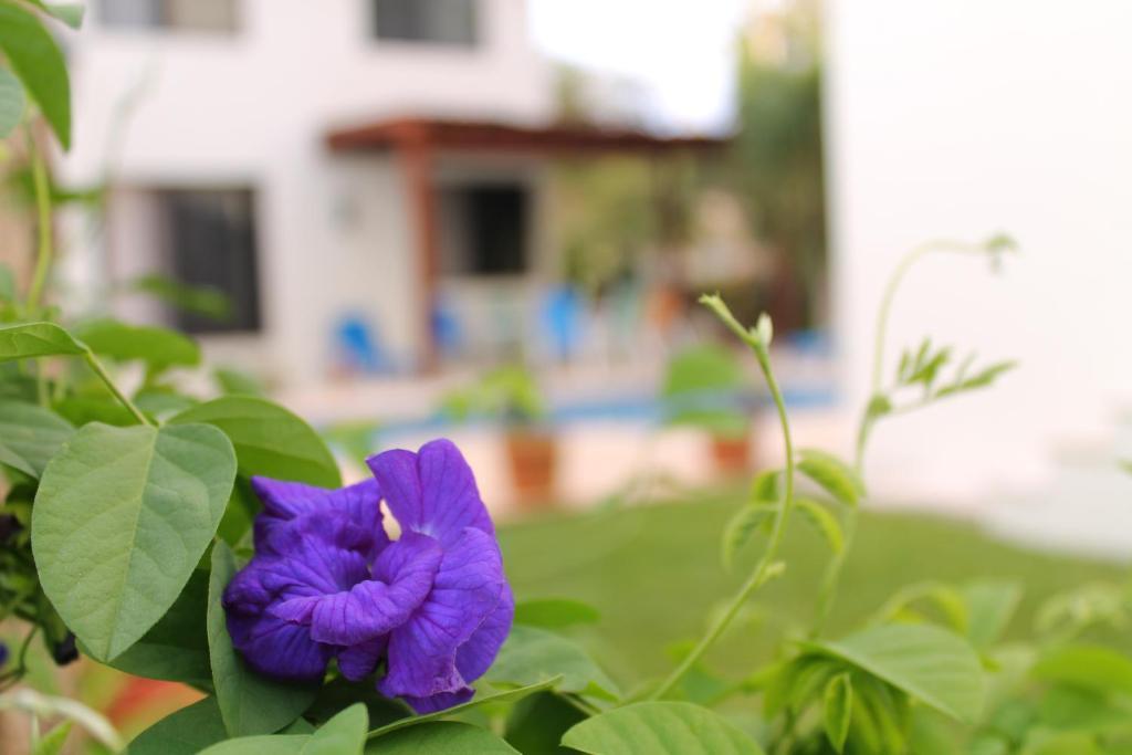 Green Oasis Home Boutique Playa del Carmen Rom bilde