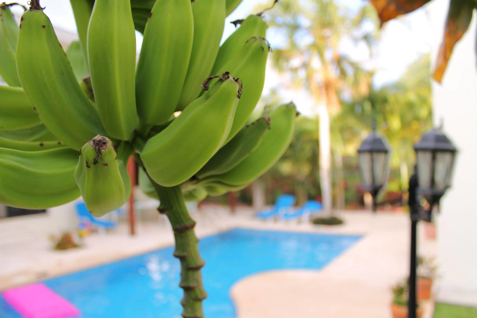 Green Oasis Home Boutique Playa del Carmen Eksteriør bilde